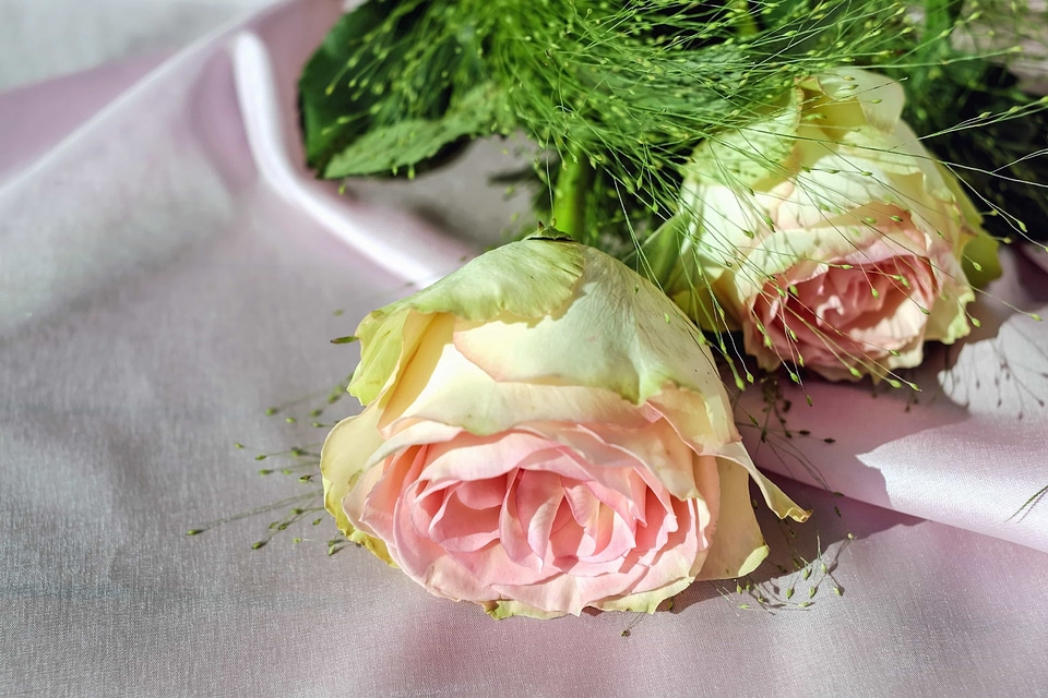 Beautiful Flowers beautiful photo blooming
