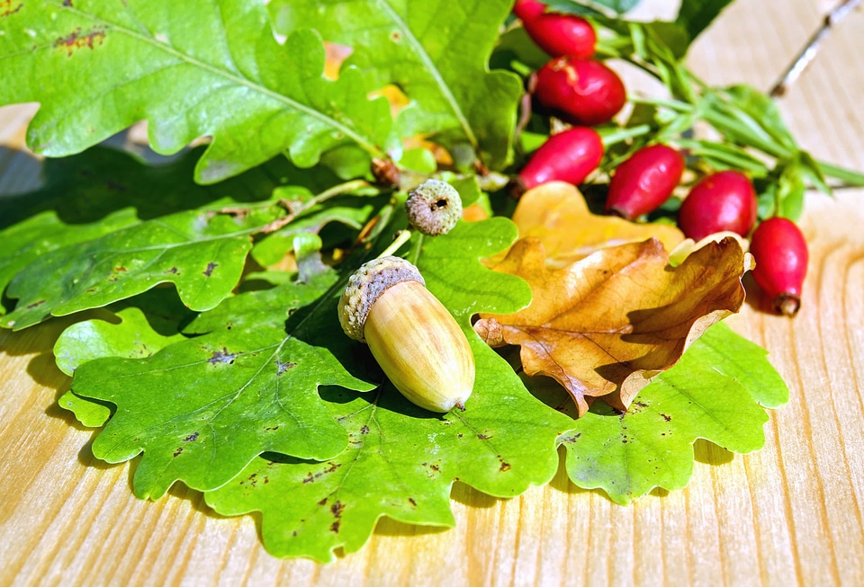 Acorn diet dietary
