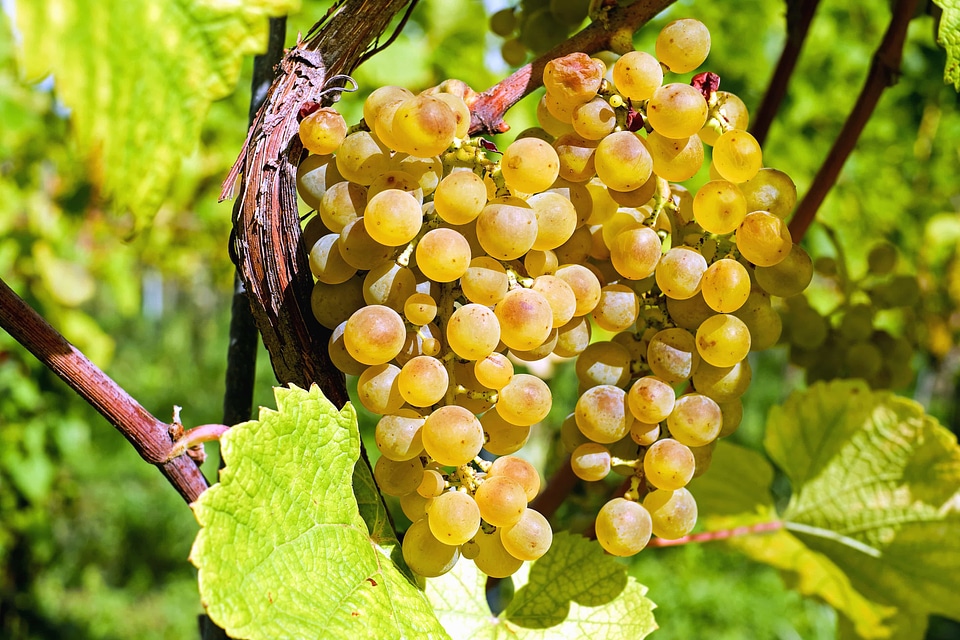 Agriculture berry cluster