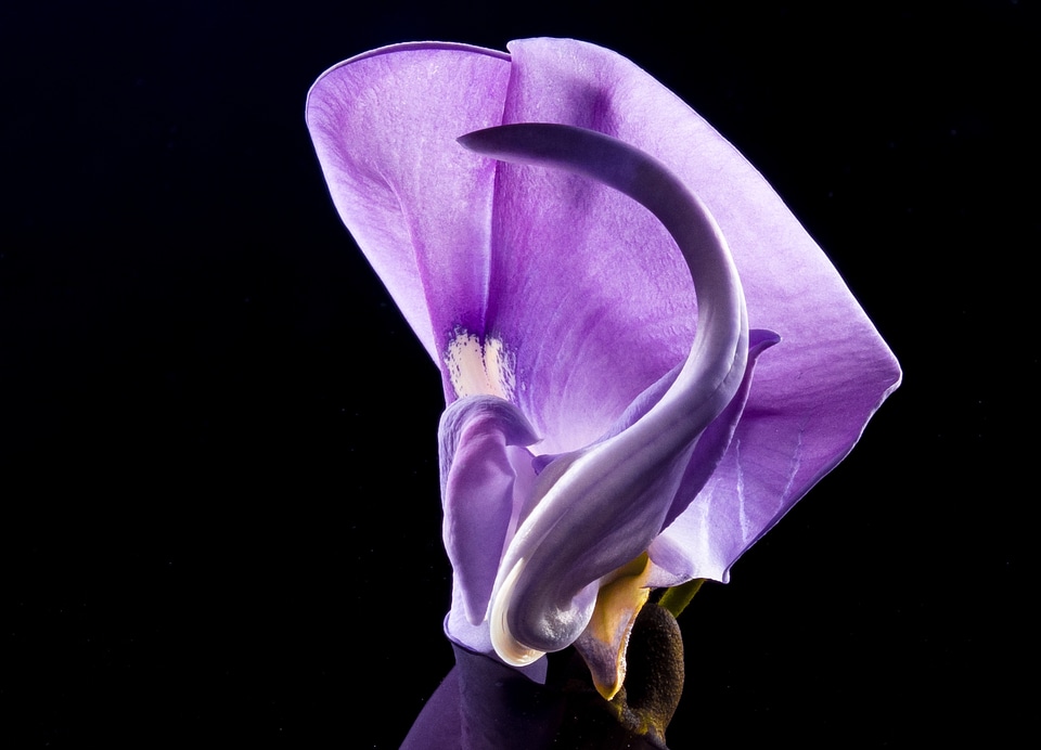 Wild flower violet purple