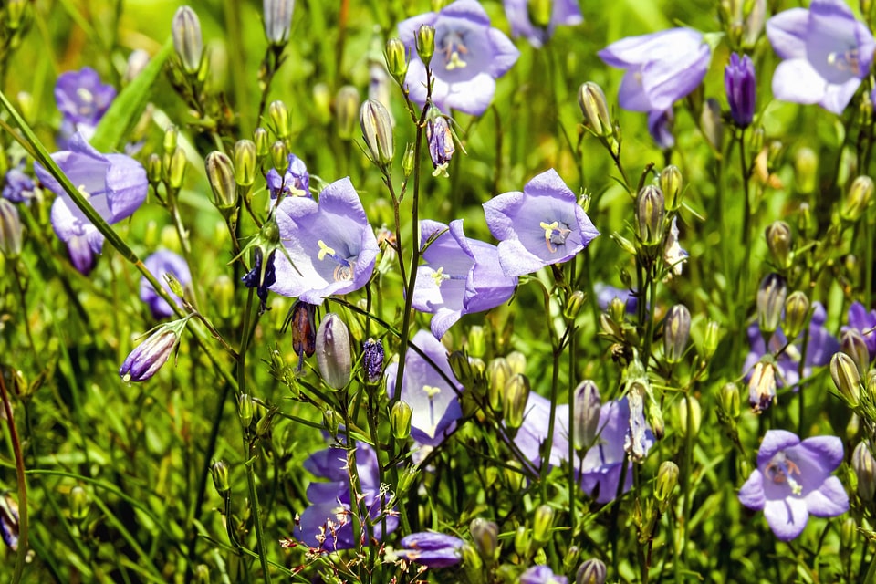 Beautiful Flowers blooming blossom