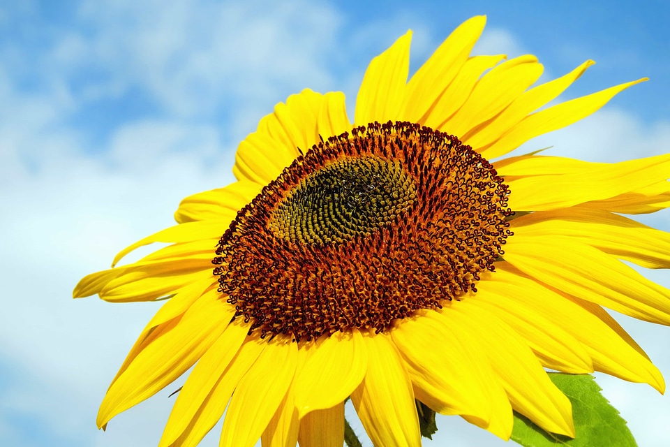 Agriculture beautiful flowers bloom