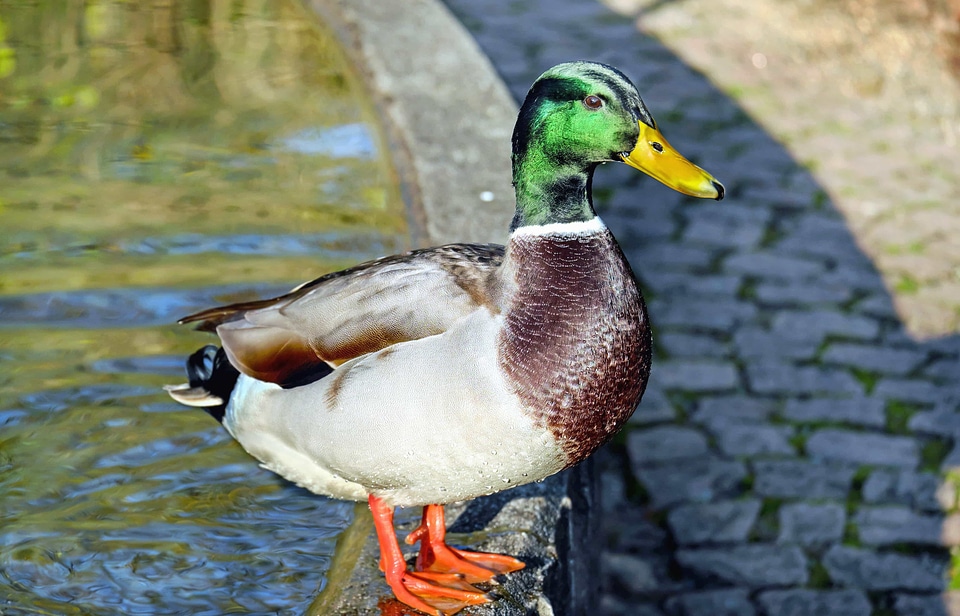 Animal aquatic bird avian