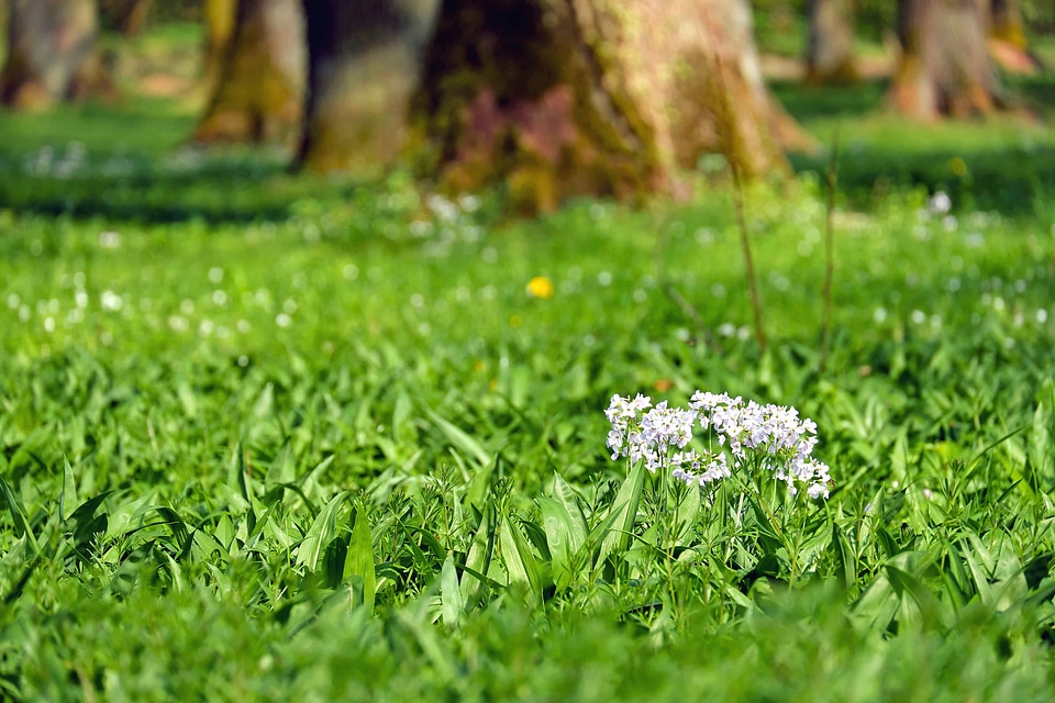 Beautiful Flowers blooming blossom