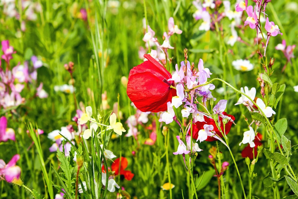 Beautiful Flowers bloom blooming