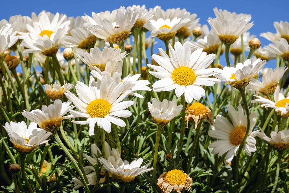 Beautiful Flowers bloom blooming