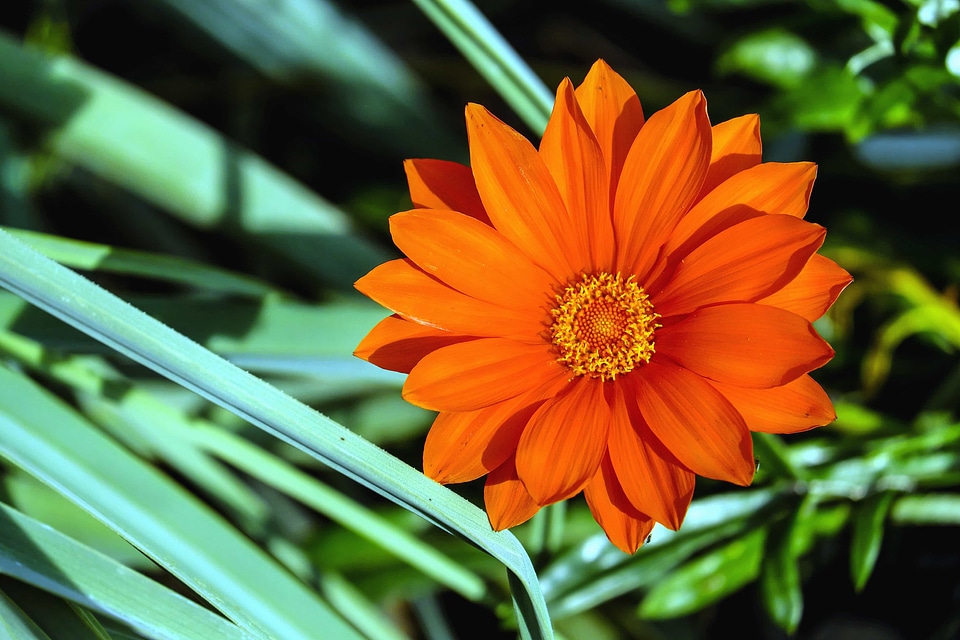 Beautiful Flowers bloom blooming
