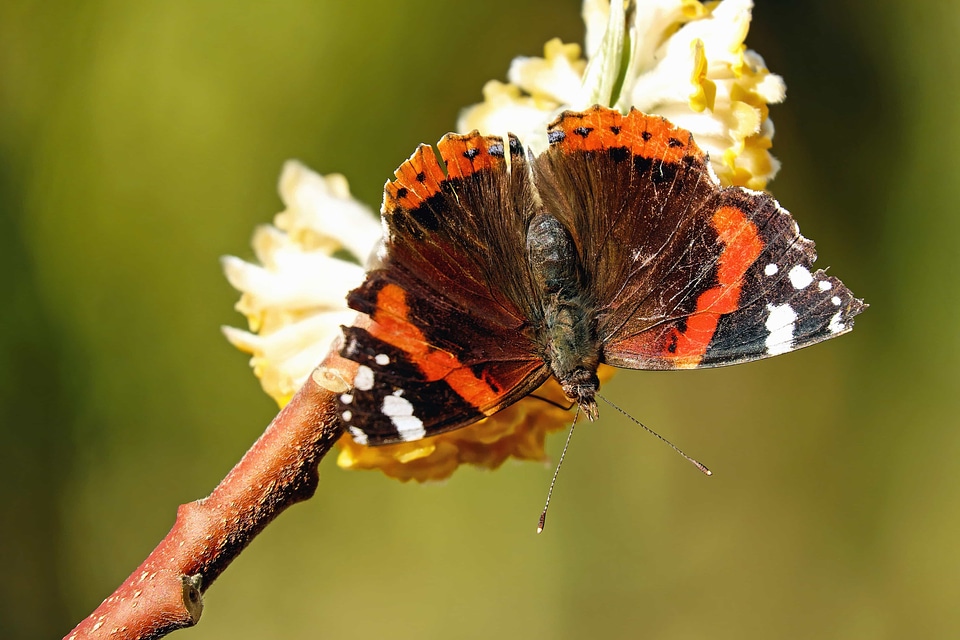 Animal arthropod beautiful flowers