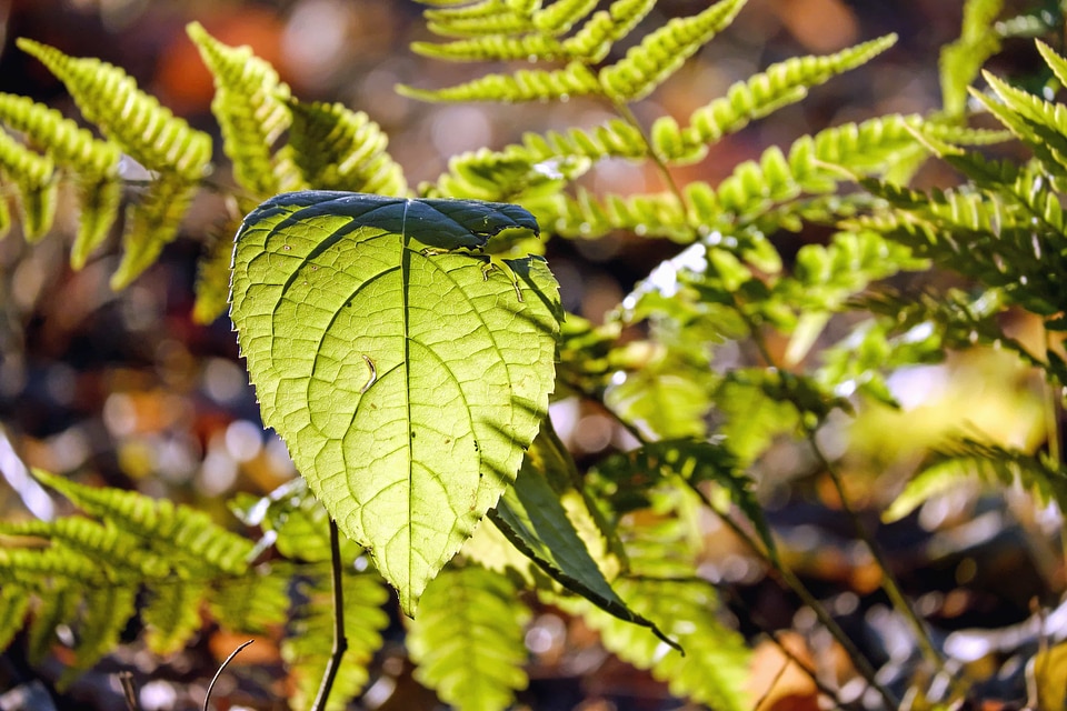 Autumn branch dark green