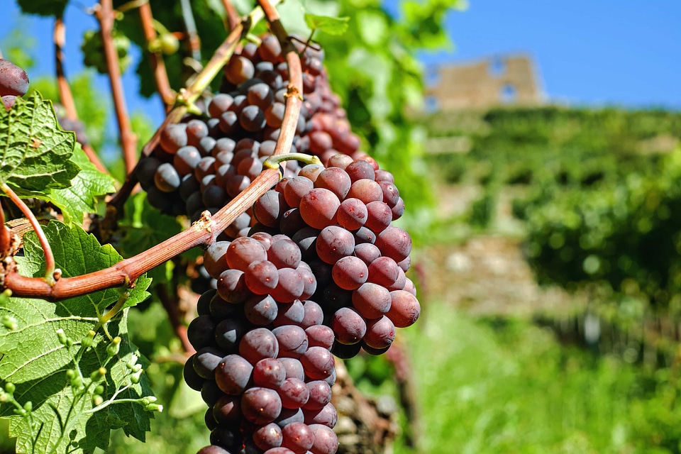 Agriculture berry countryside