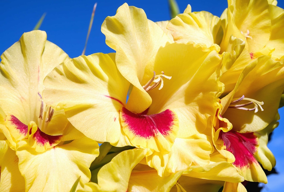 Beautiful beautiful flowers bloom