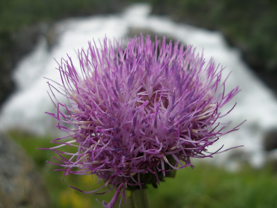 Purple norway plant