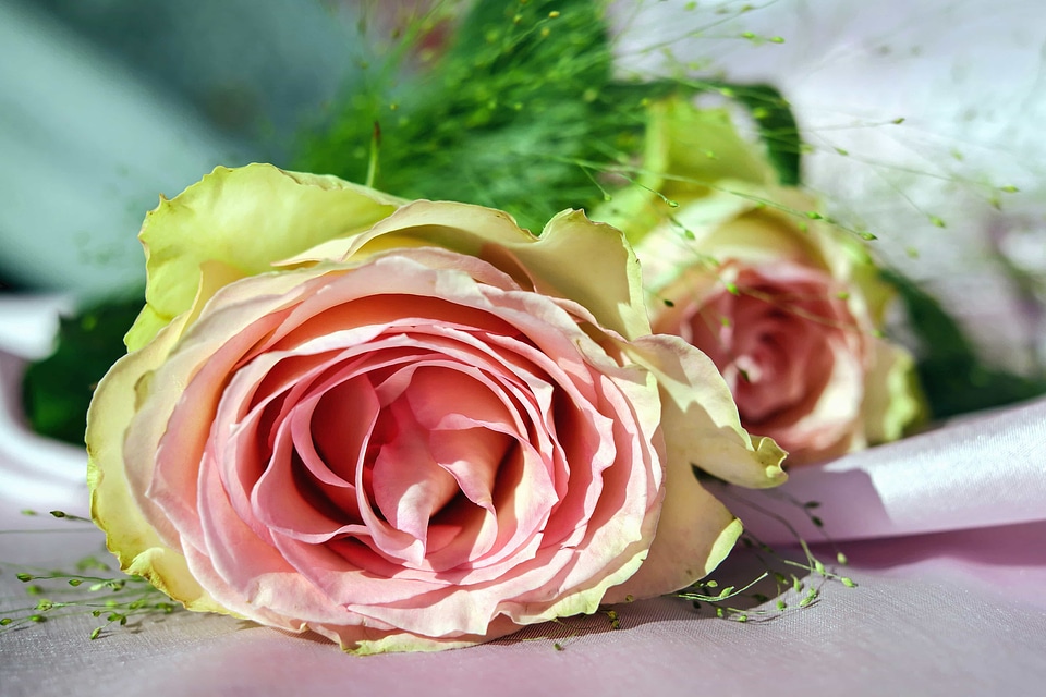Beautiful Flowers blooming blossom