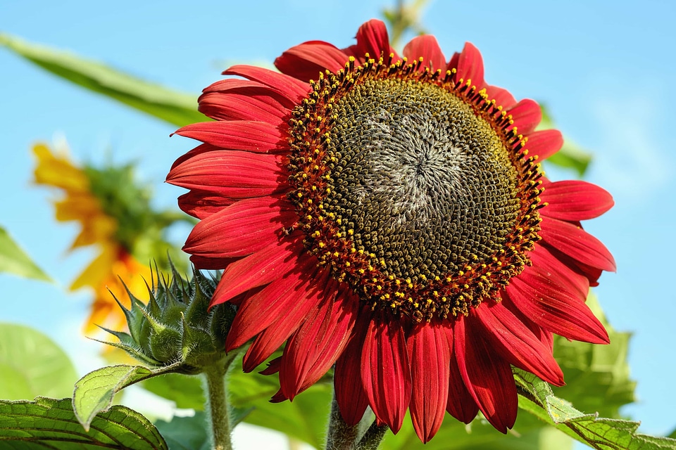 Agriculture beautiful beautiful flowers