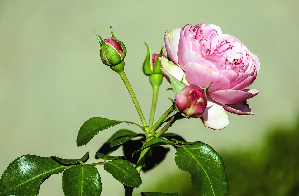 Beautiful beautiful flowers beautiful photo