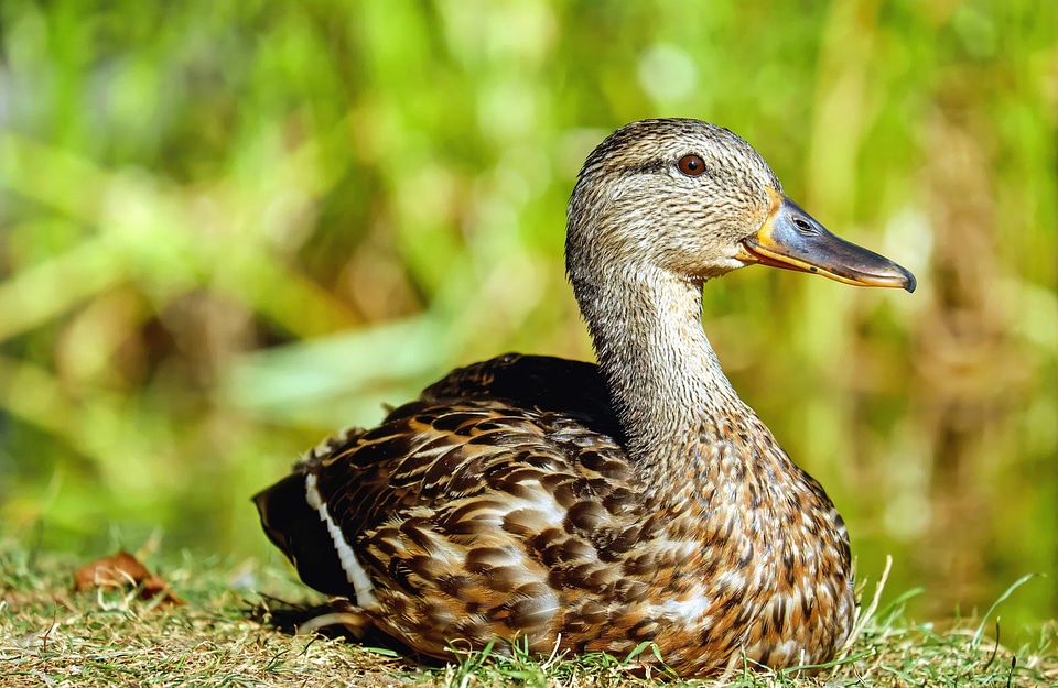Animal aquatic bird avian