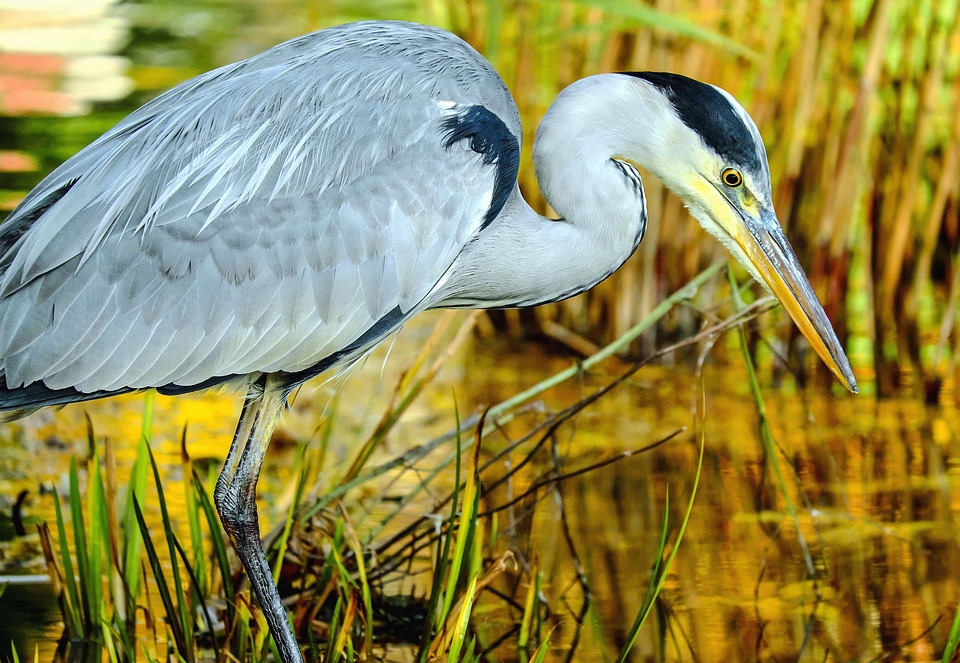 Animal avian beak
