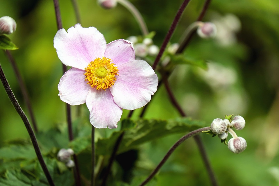 Beautiful Flowers beautiful photo bloom