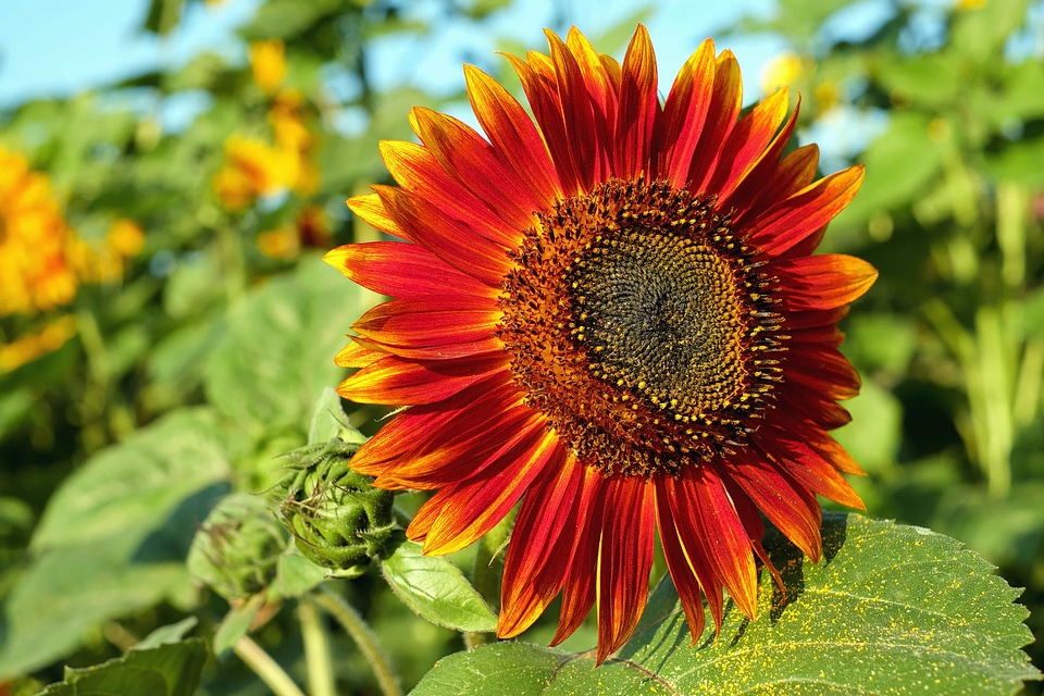 Agriculture beautiful beautiful flowers