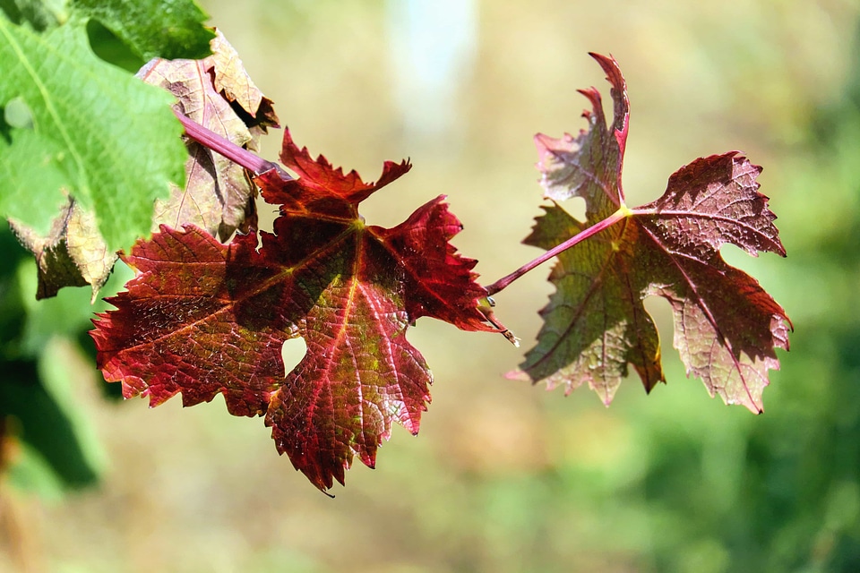 Autumn autumn season branch