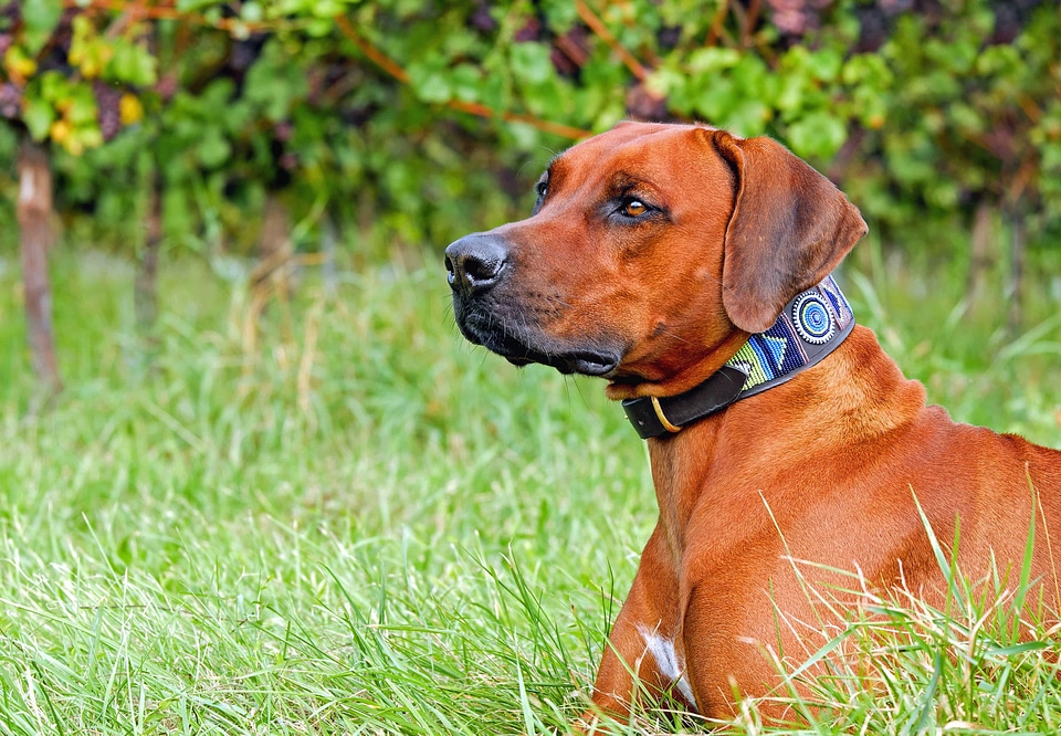 Animal beautiful photo brown