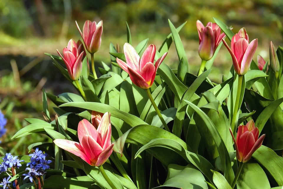 Beautiful Flowers bloom blooming