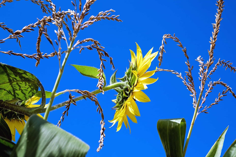 Agriculture blue sky flora