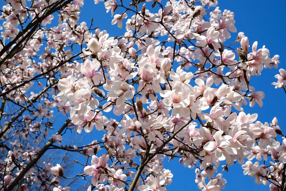 Almond apple beautiful flowers