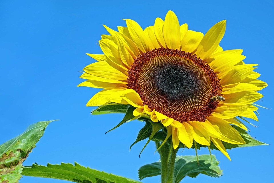 Agriculture beautiful flowers bloom