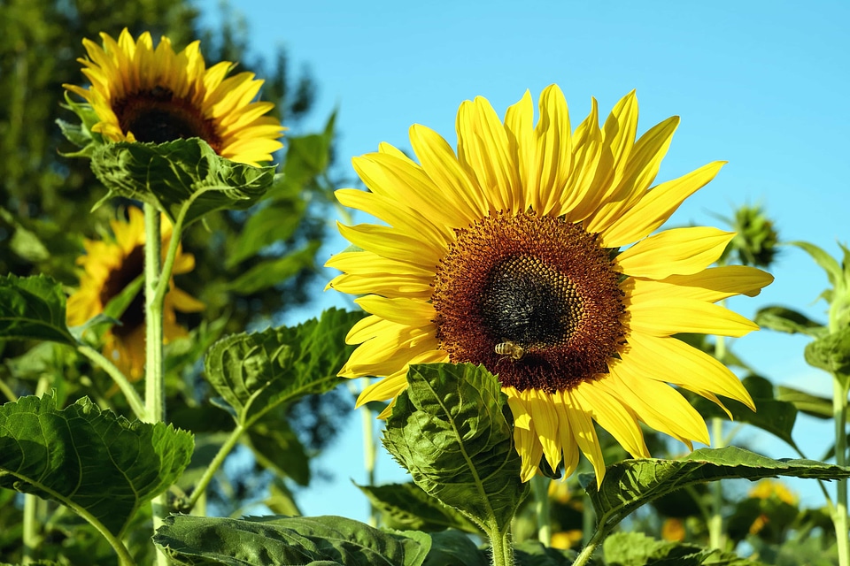 Agriculture beautiful flowers bloom