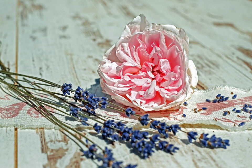 Beautiful Flowers blooming blossom