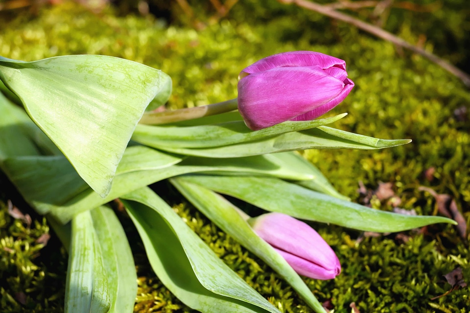 Beautiful beautiful flowers blooming