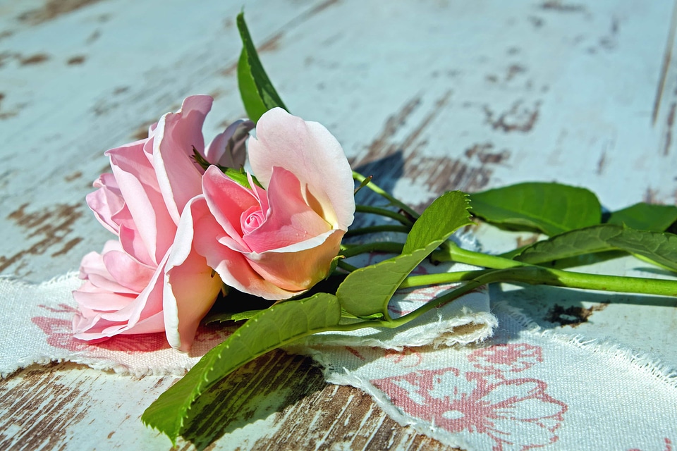 Arrangement beautiful beautiful flowers