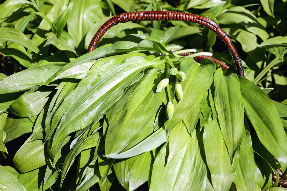 Environment flora food