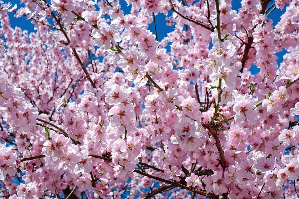 Almond apple beautiful flowers