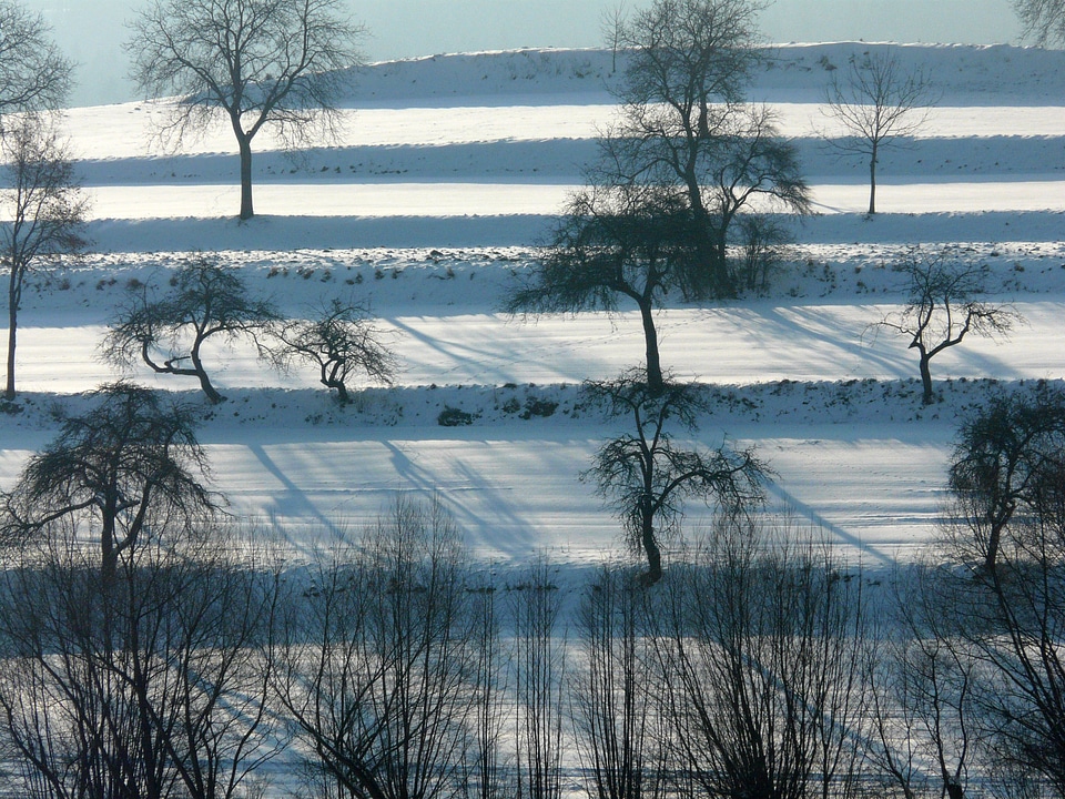 White snowy trees