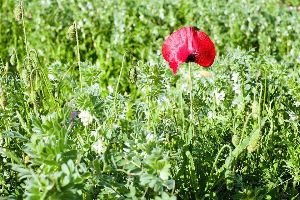 Agriculture beautiful flowers bloom