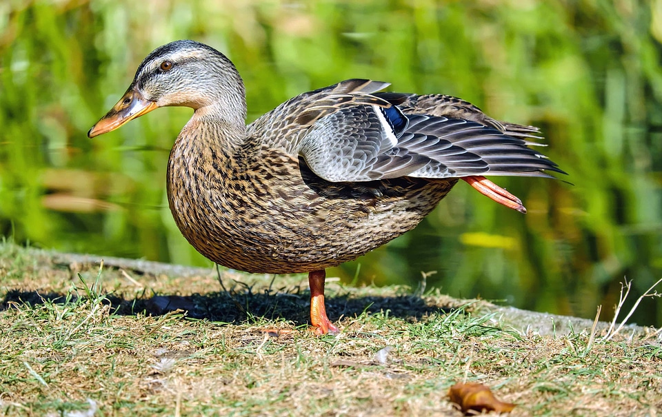 Animal aquatic bird avian