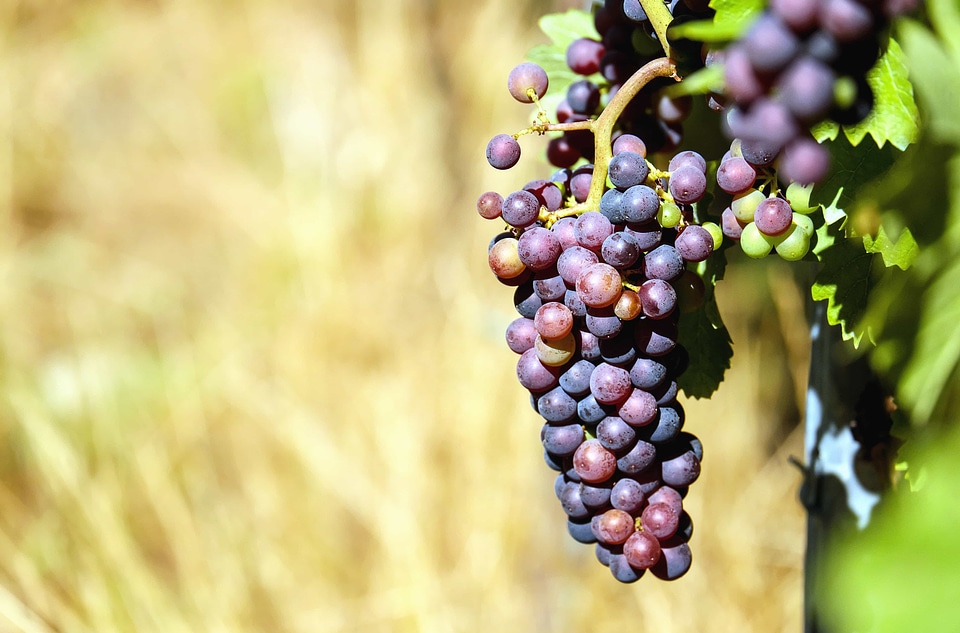 Agriculture autumn cluster