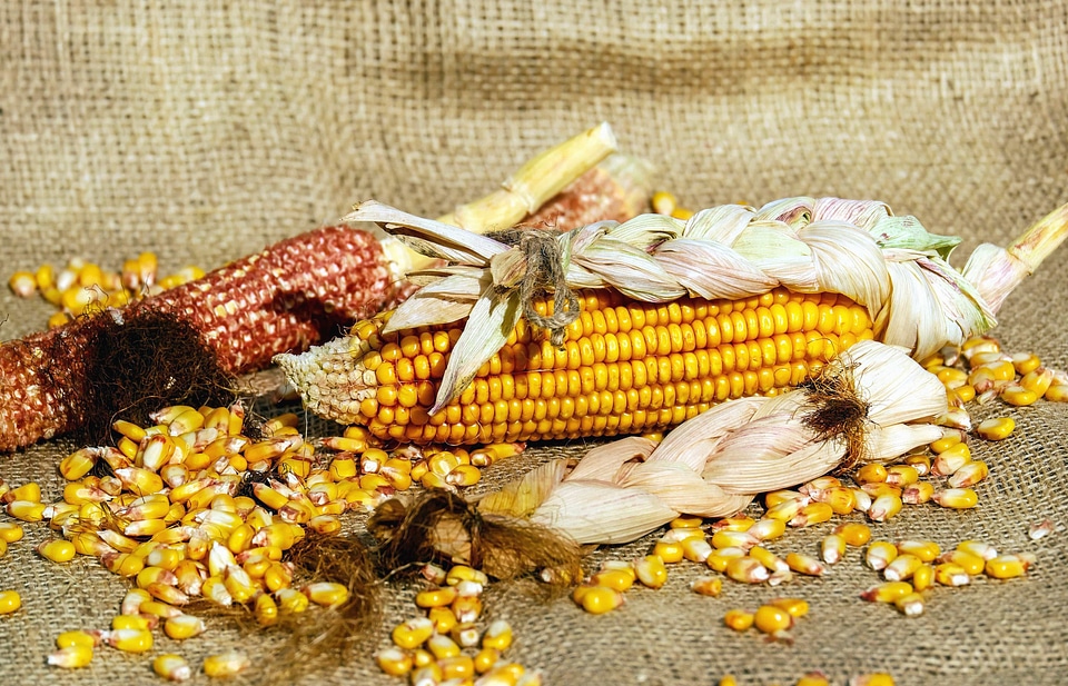 Agriculture beautiful photo calorie
