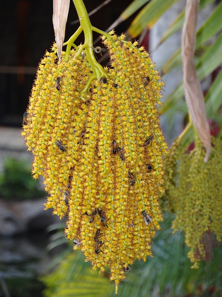 Bees yellow maui