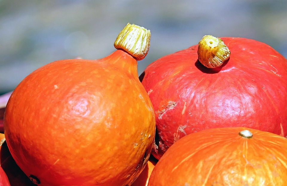 Autumn autumn season calorie