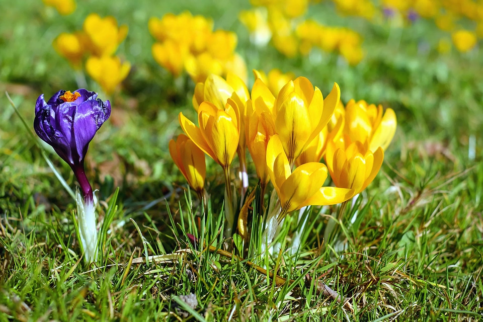 Beautiful Flowers beautiful photo bloom