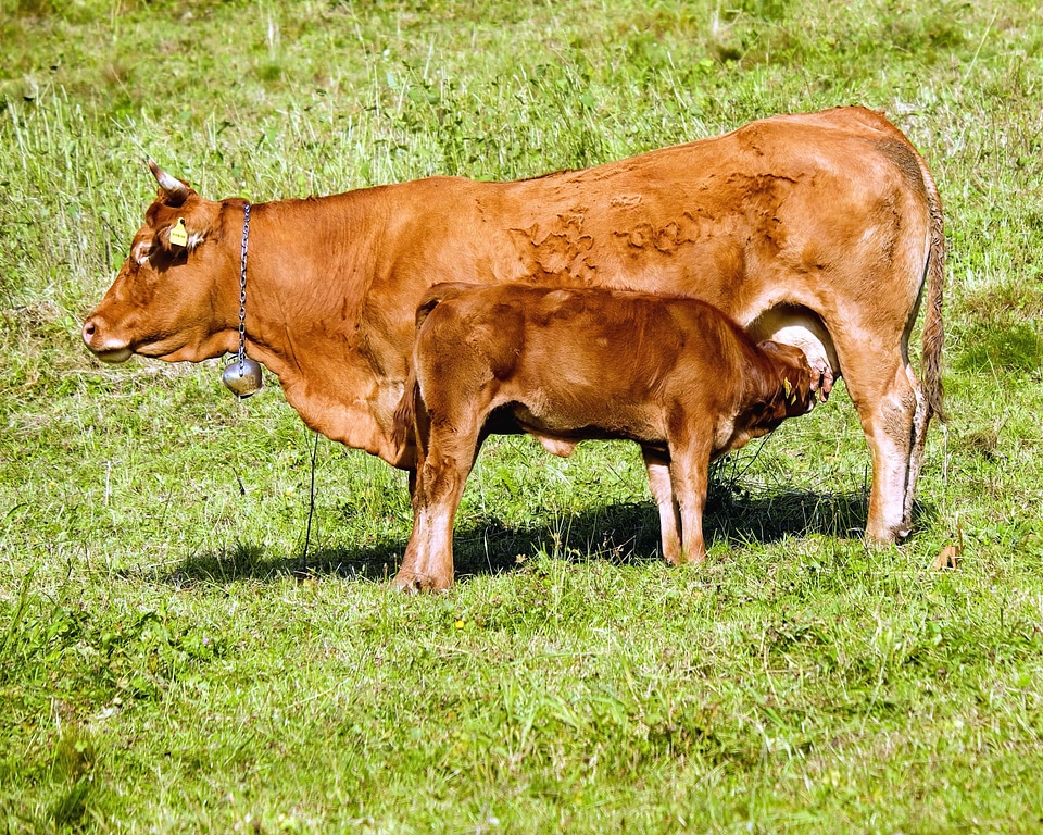 Agriculture animal beef