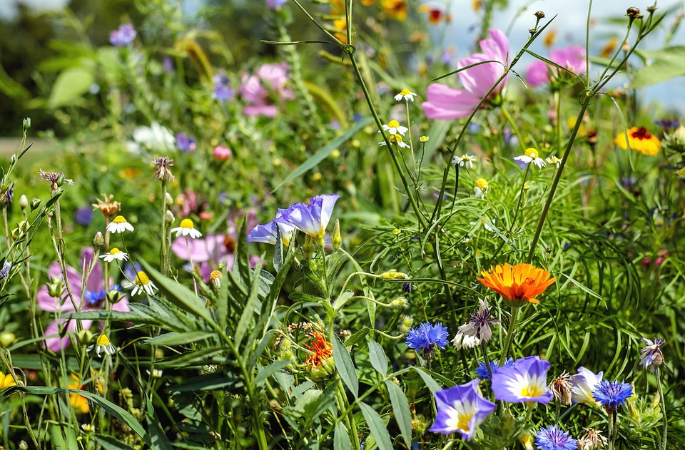 Beautiful Flowers bloom blooming