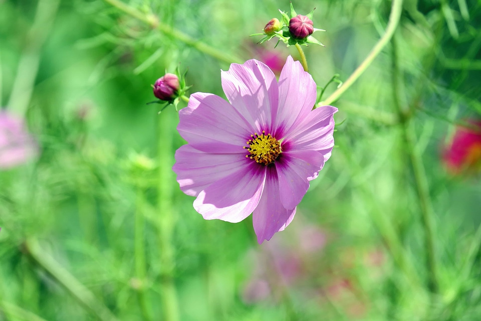 Beautiful Flowers beautiful photo bloom