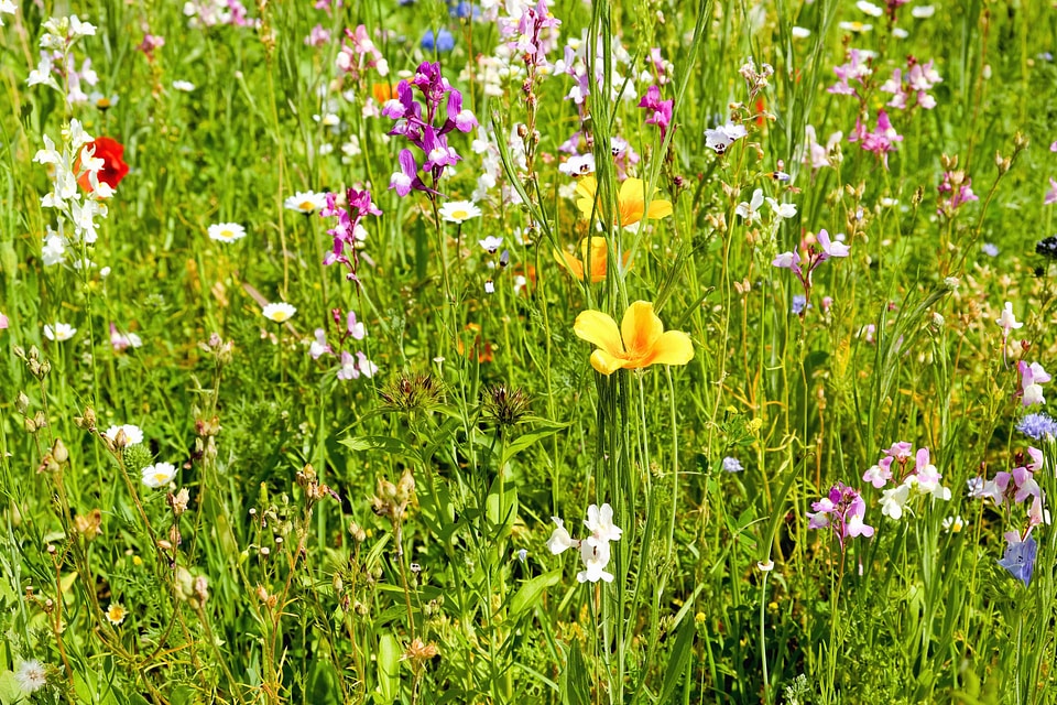 Beautiful Flowers bloom blooming