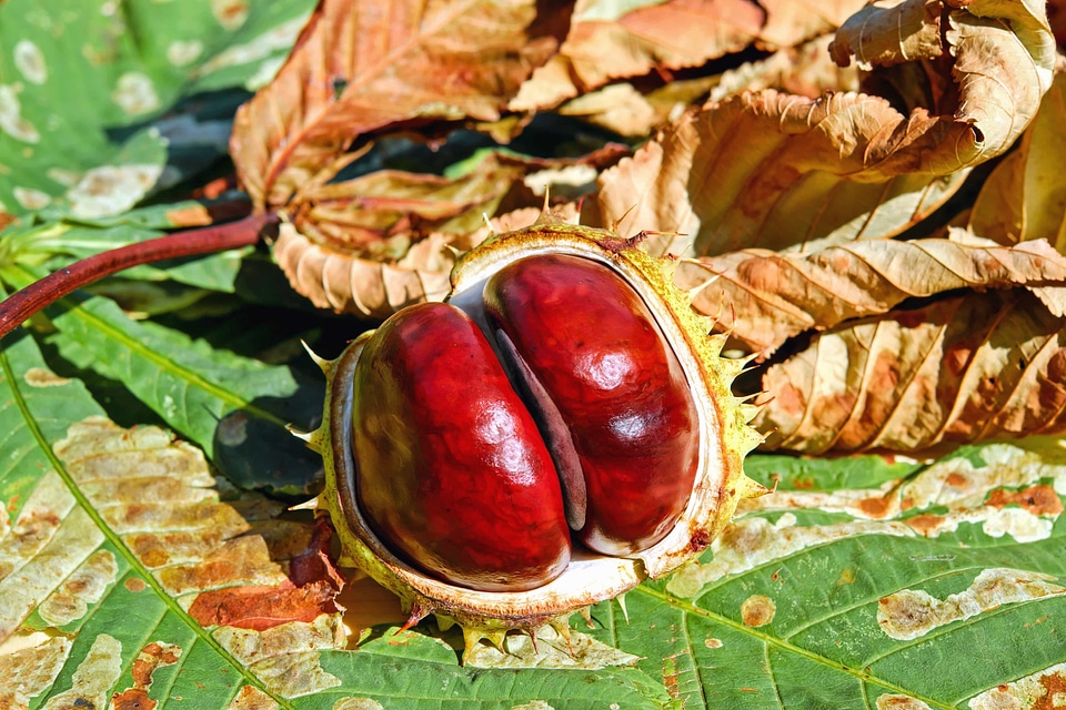 Autumn beautiful photo chestnut