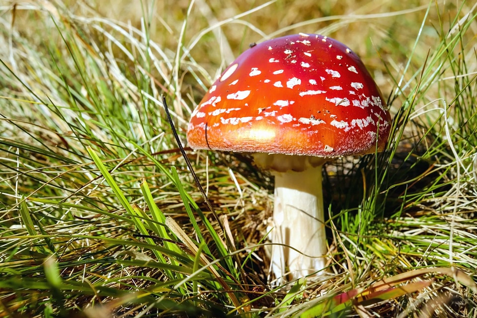 Beautiful Photo flora fungus