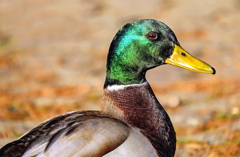 Animal aquatic bird avian